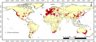 Potential global geographical distribution of Lolium temulentum L. under climate change